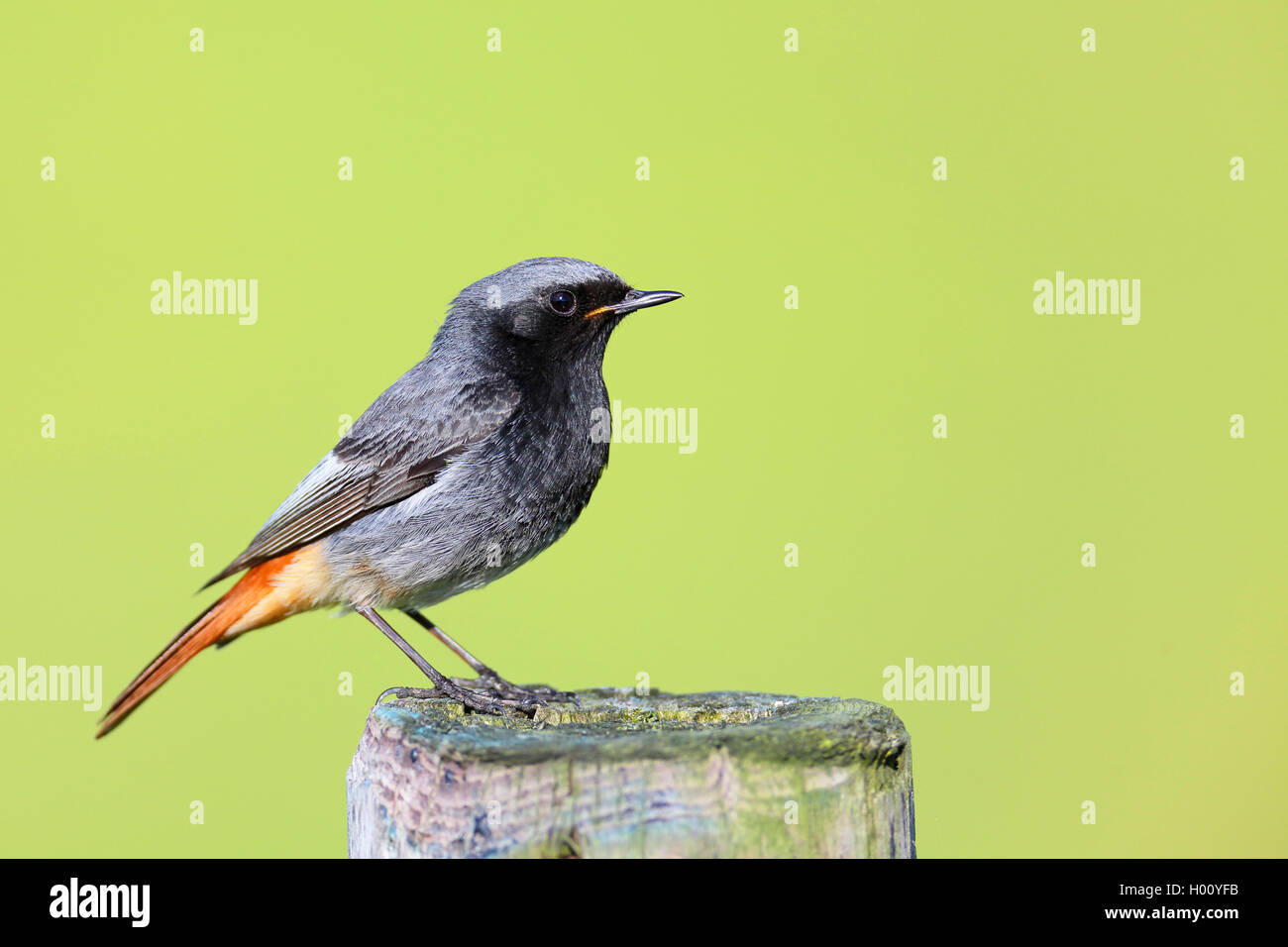 Codirosso spazzacamino (Phoenicurus ochruros), maschile seduto su un palo da recinzione, vista laterale, Paesi Bassi, Frisia Foto Stock