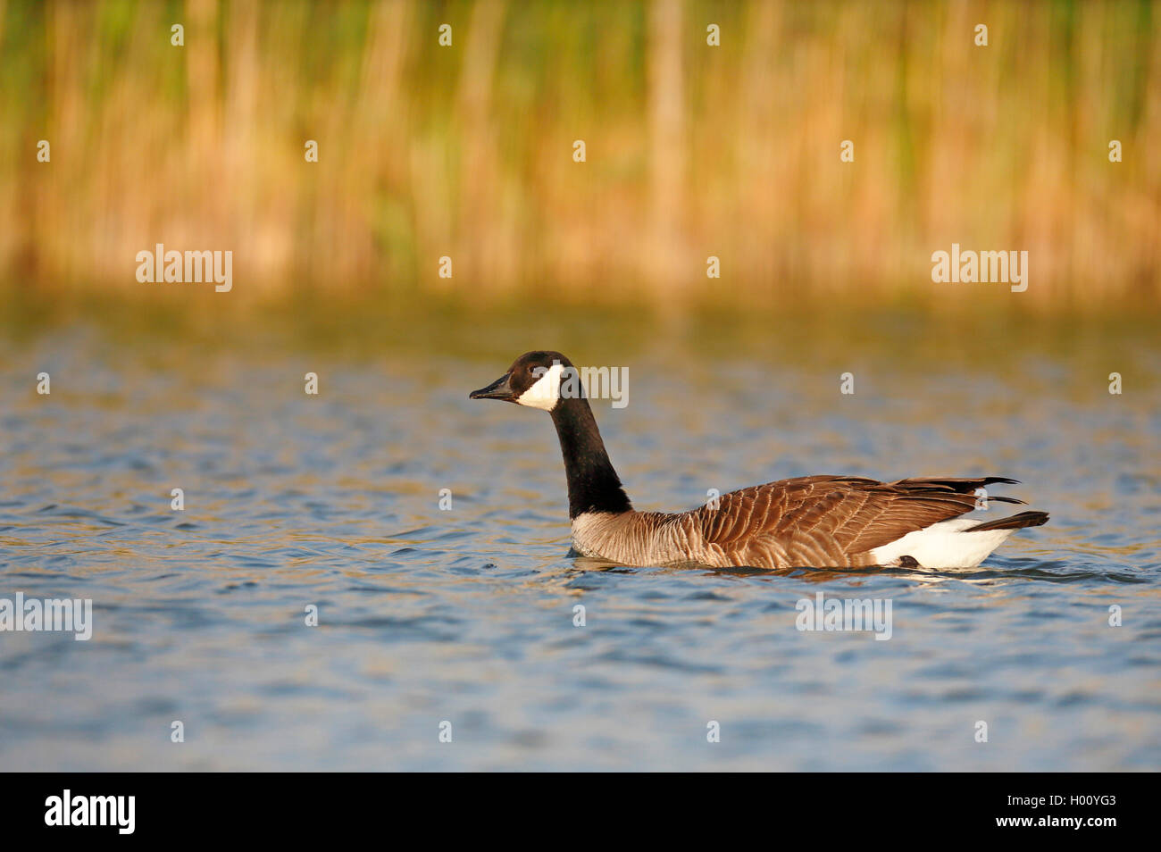 Canada goose (Branta canadensis), piscina, vista laterale, Paesi Bassi, Frisia Foto Stock