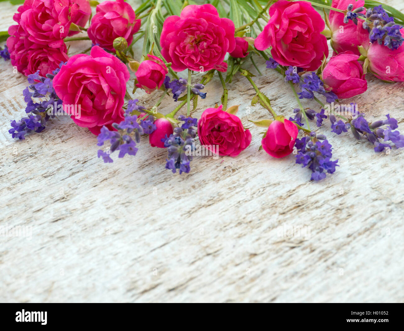 Piccola rosa intenso di rose e la Provenza profumo di lavanda sulla ruvida dipinte di bianco sullo sfondo Foto Stock