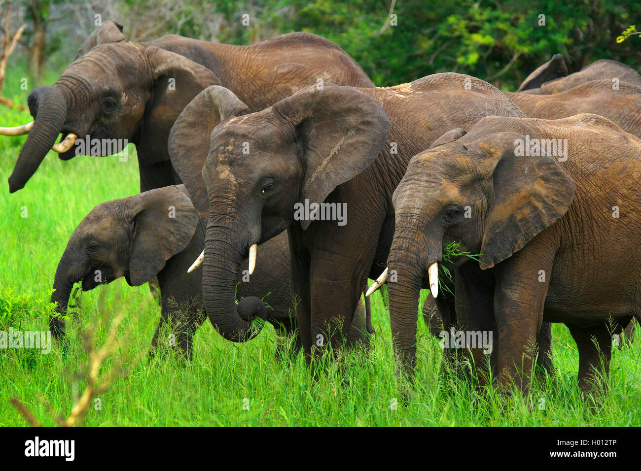 Elefante africano (Loxodonta africana), allevamento alimentazione, Sud Africa, Krueger National Park Foto Stock