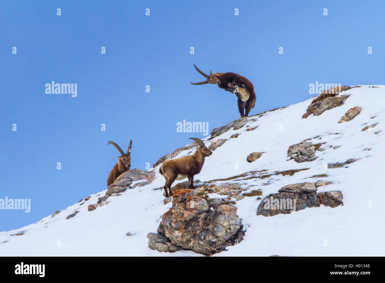 Stambecco delle Alpi (Capra ibex, Capra ibex ibex), stambecchi in piedi in montagna su una coperta di neve ridge e combattimenti, Svizzera, Grigioni, il Piz Bernina Foto Stock