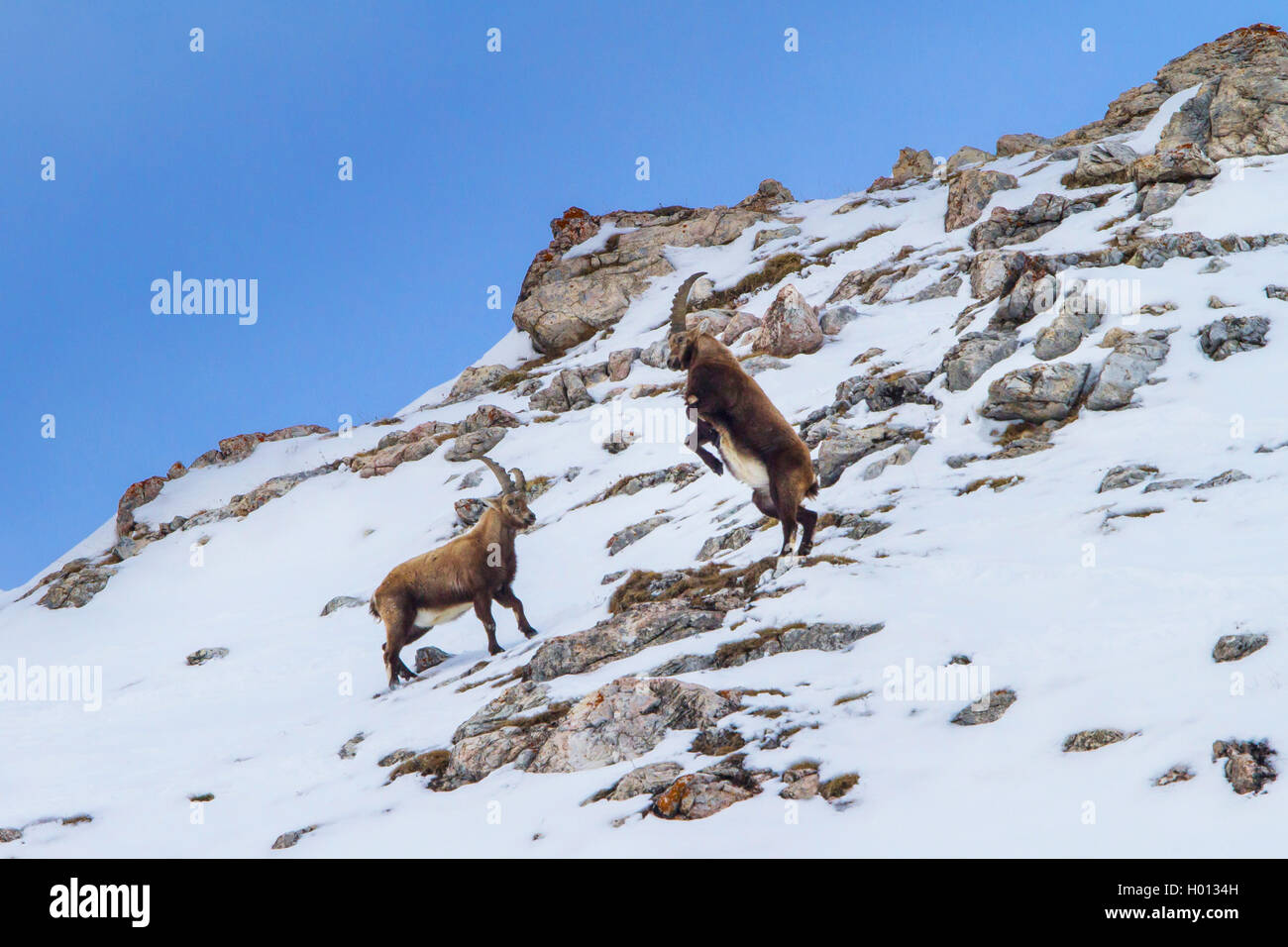 Stambecco delle Alpi (Capra ibex, Capra ibex ibex), stambecchi in piedi in montagna su una coperta di neve ridge e combattimenti, Svizzera, Grigioni, il Piz Bernina Foto Stock