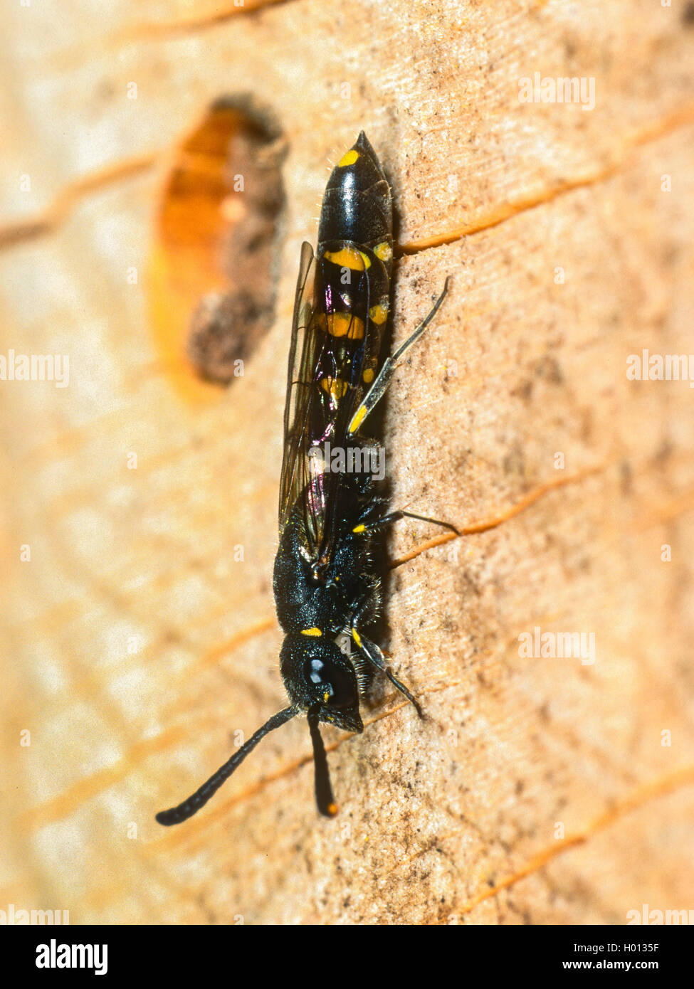 Politica europea comune in materia di sapygid wasp (Sapyga clavicornis), femmina vicino all' ape solitaria-nest, Germania Foto Stock