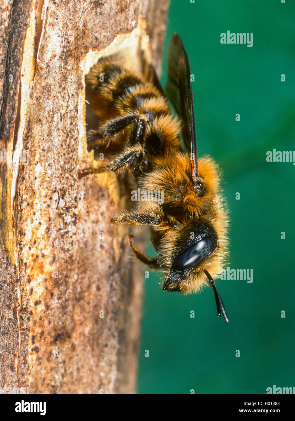 Mason bee (Osmia Purshia), Femmina al nido in un impianto di stelo, Germania Foto Stock