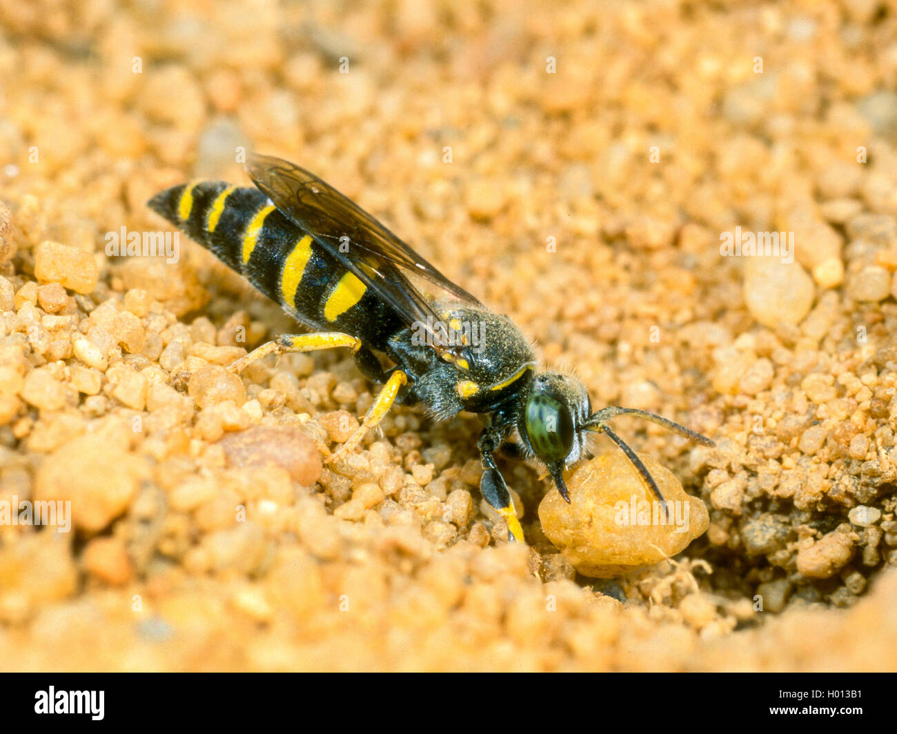 Digger wasp (Bembecinus tridens), Femmina scavando il nido, Germania Foto Stock