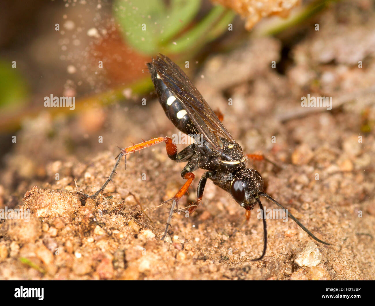 Spider wasp (Episyron albonotatum), Femmina nido di scavo, Germania Foto Stock