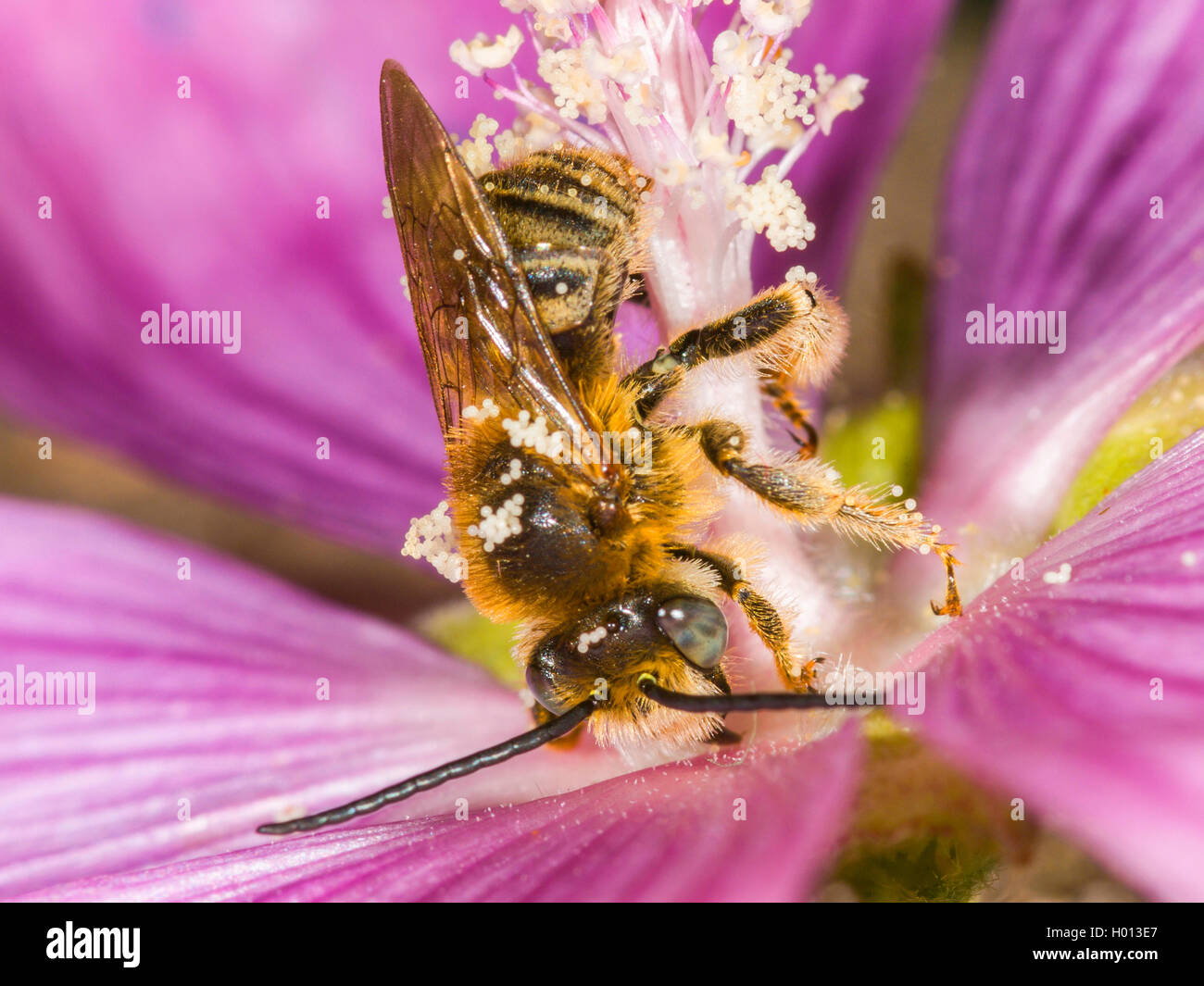 Eucera (Tetralonia macroglossa, Eucera macroglossa, Tetralonia malvae), maschio maschio rovistando sul muschio-malva (Malva moschata), Germania Foto Stock