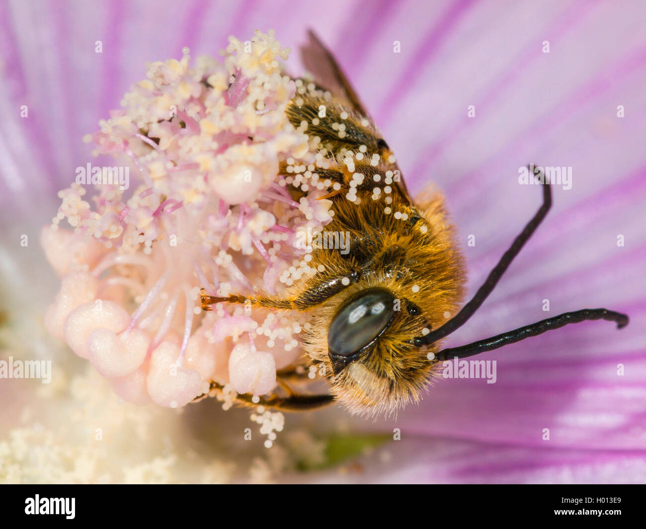 Eucera (Tetralonia macroglossa, Eucera macroglossa, Tetralonia malvae), maschio maschio rovistando sul muschio-malva (Malva moschata), Germania Foto Stock