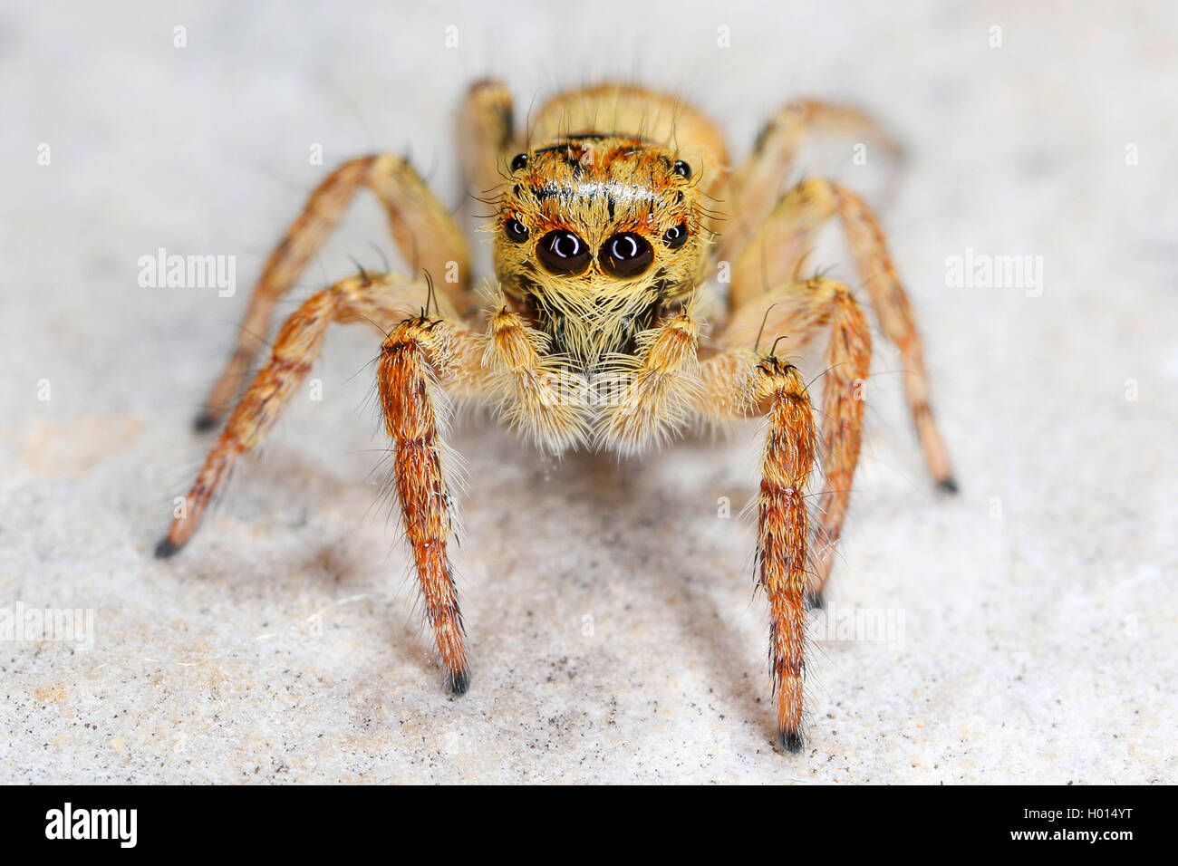 Jumping ragni (Salticidae), su una pietra, Croazia Foto Stock