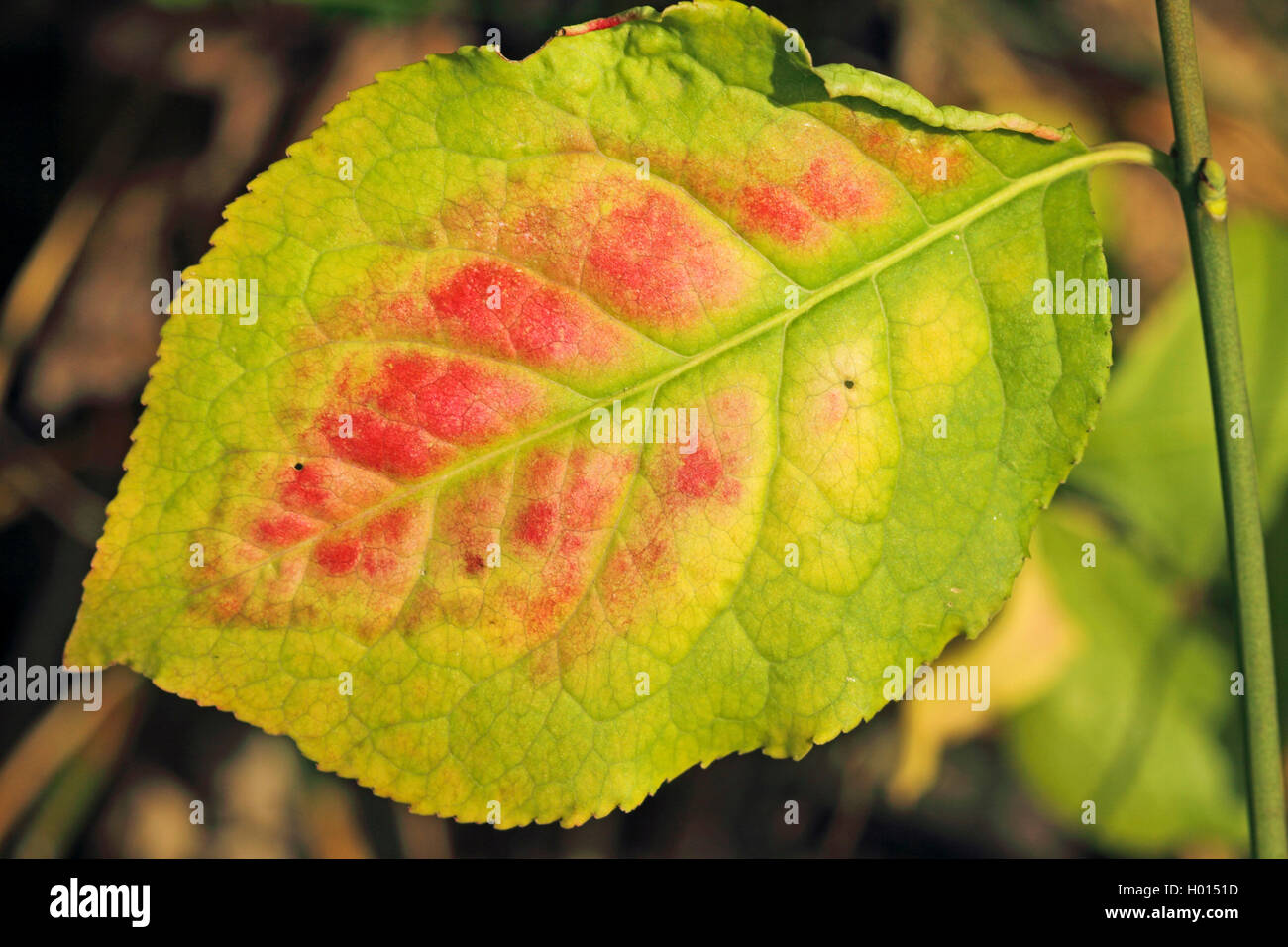 Mandrino europeo-tree (Euonymus europaea, Euonymus europaeus), Germania Foto Stock