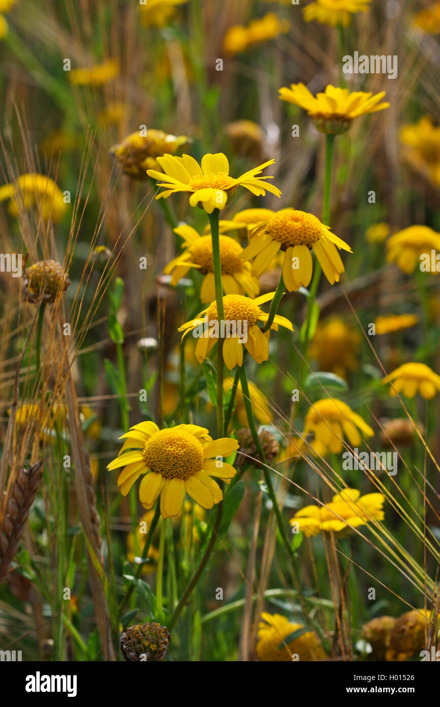 Il mais crisantemo, mais (marigold Chrysanthemum segetum, Glebionis segetum), come infestante in un cornfield, Germania Foto Stock