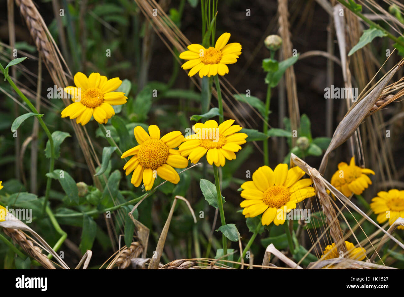 Il mais crisantemo, mais (marigold Chrysanthemum segetum, Glebionis segetum), come infestante in un cornfield, Germania Foto Stock
