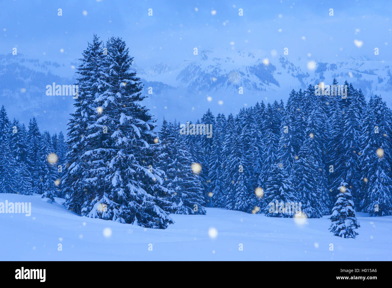 Gemeine Fichte, Gewoehnliche Fichte (Picea abies), Verschneite Fichten bei Schneefall, Schweiz | Abete rosso (Picea abies), sn Foto Stock