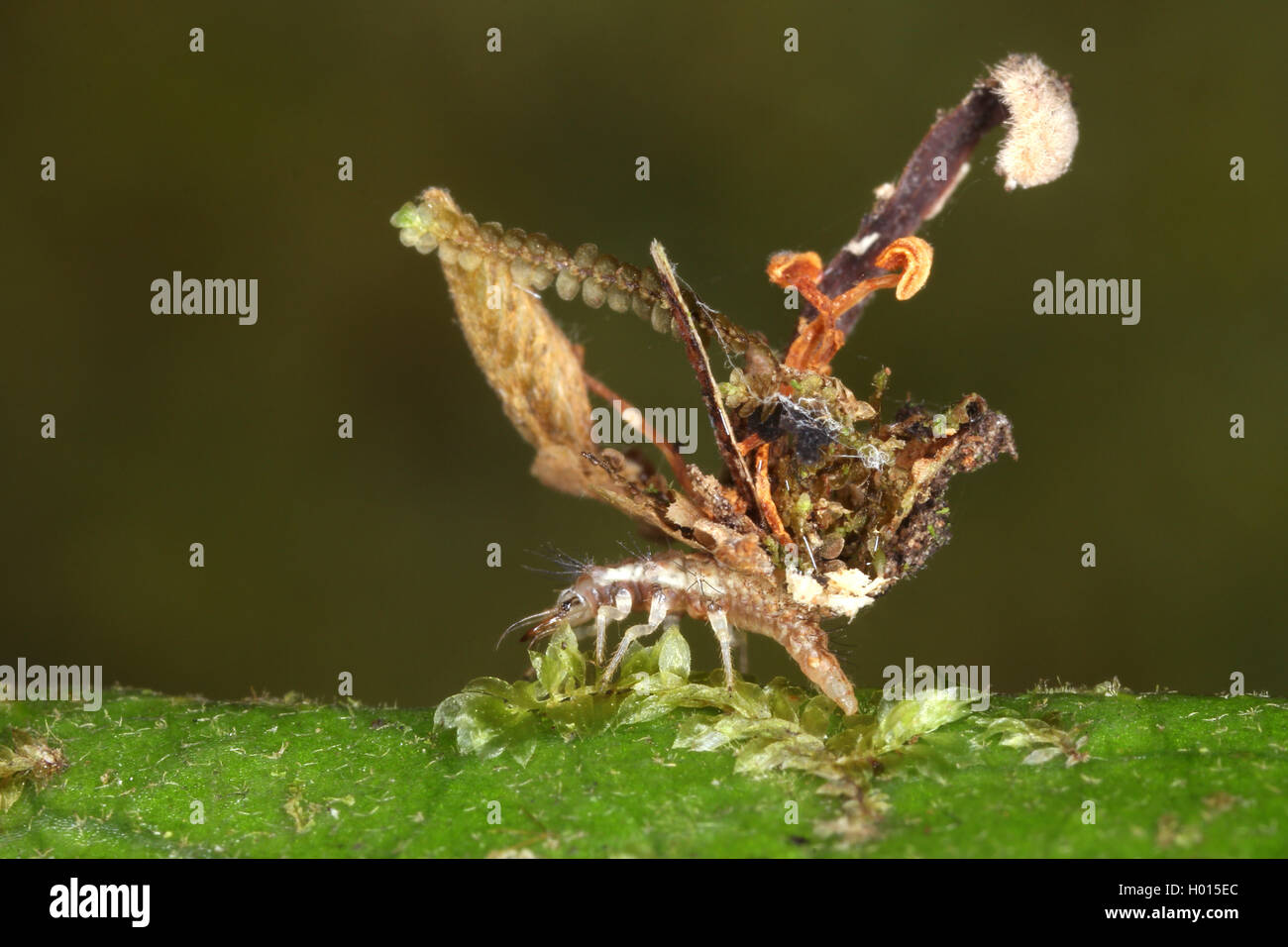 Green lacewings (Chrysopidae), larva, carmouflaged da cose diverse sulla sua schiena, Costa Rica, Puntarenas Foto Stock