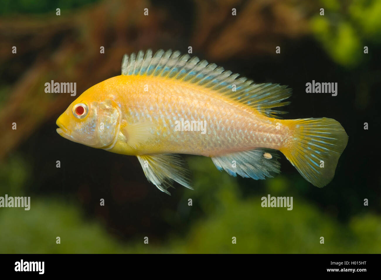 Occhi rossi Labidochromis (Labidochromis caeruleus occhi rossi), Occhi rossi Foto Stock