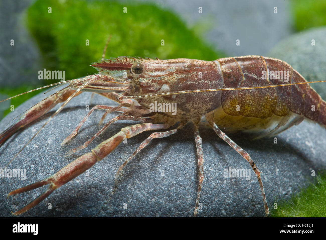 Rosso Garnele arrugginito (Macrobrachium assamense), seduto su di una pietra Foto Stock