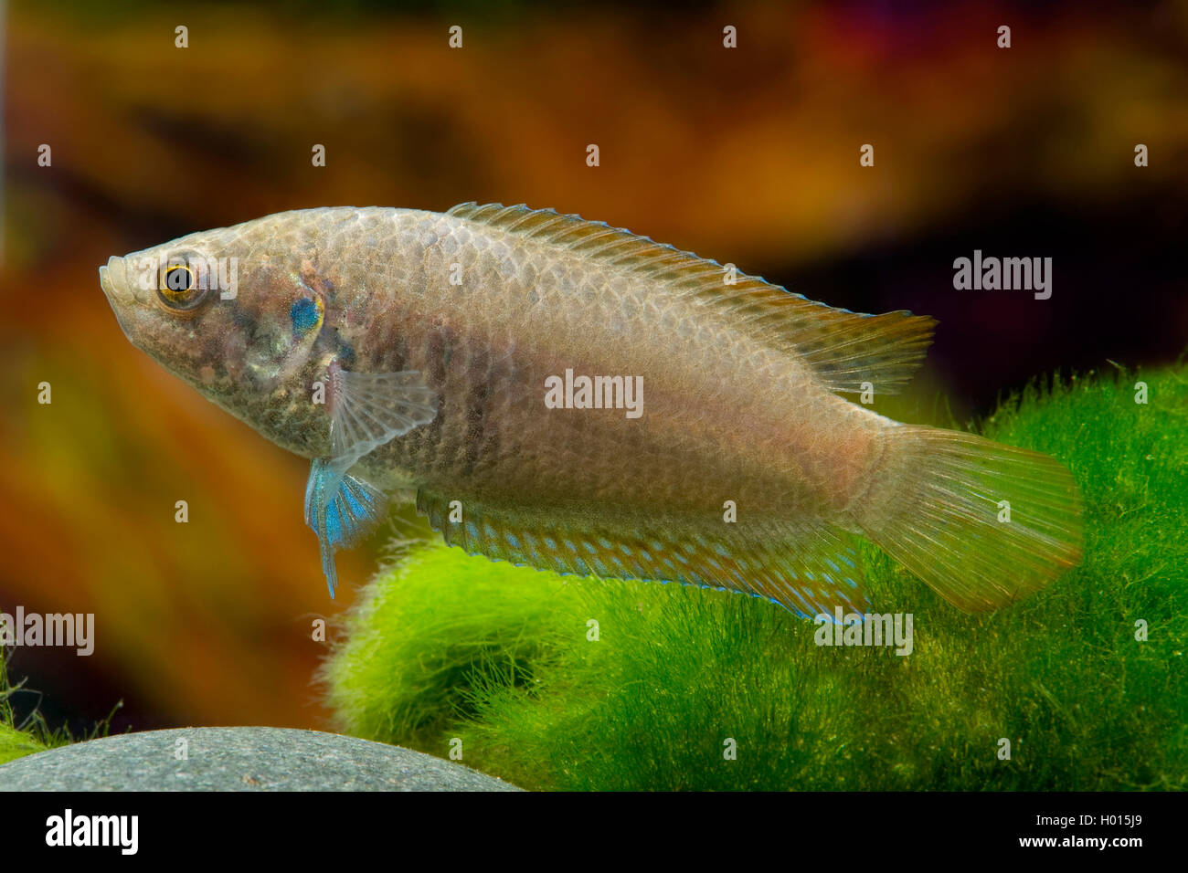 Paradisefish nero, nero paradise pesce (Macropodus ocellatus), nuoto Foto Stock