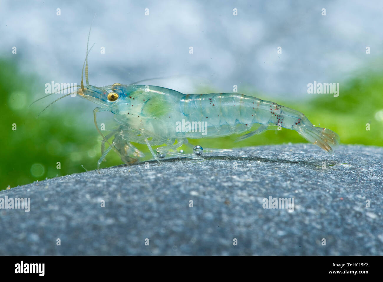 Blue Pearl Gamberetti (Neocaridina palmata), Blue Pearl, seduto su di una pietra Foto Stock