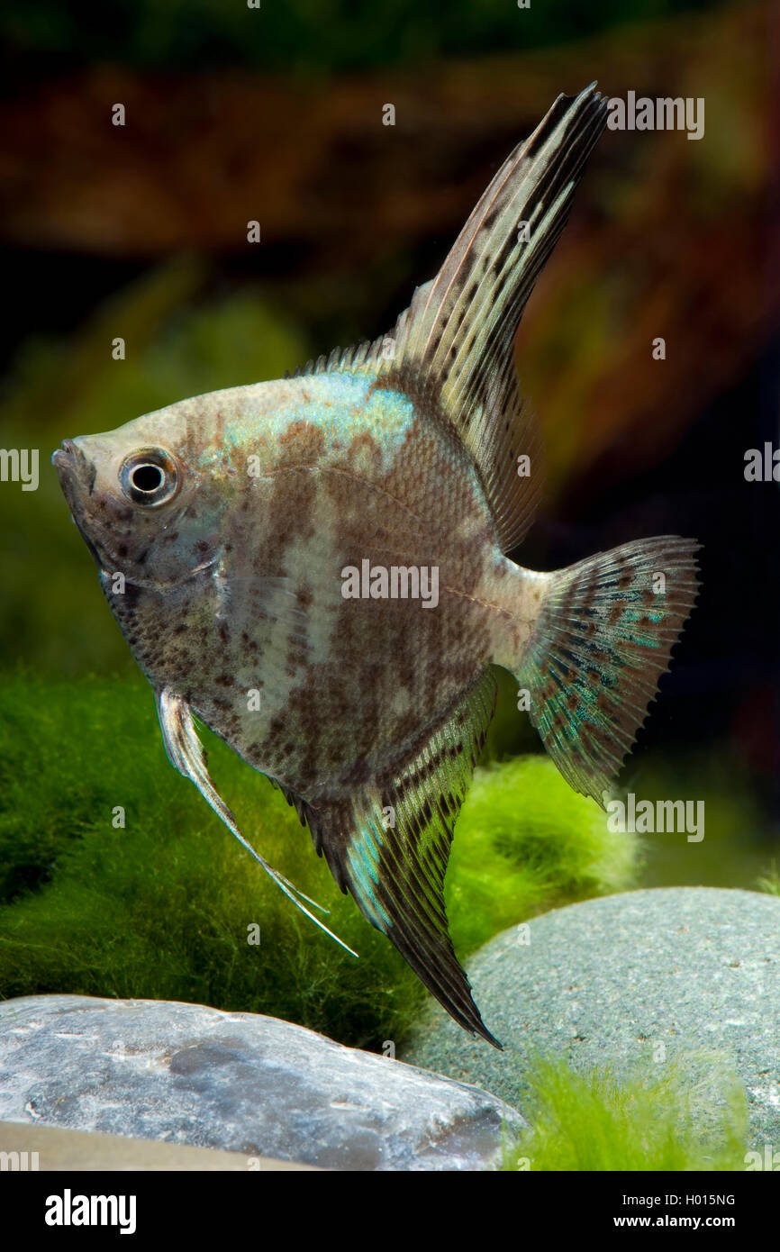 Freshwater angelfish, Longfin pesci angelo, nero angelfish, scalare (Pterophyllum scalare Gruen Marmor, Platax scalaris), verde Marmor Foto Stock