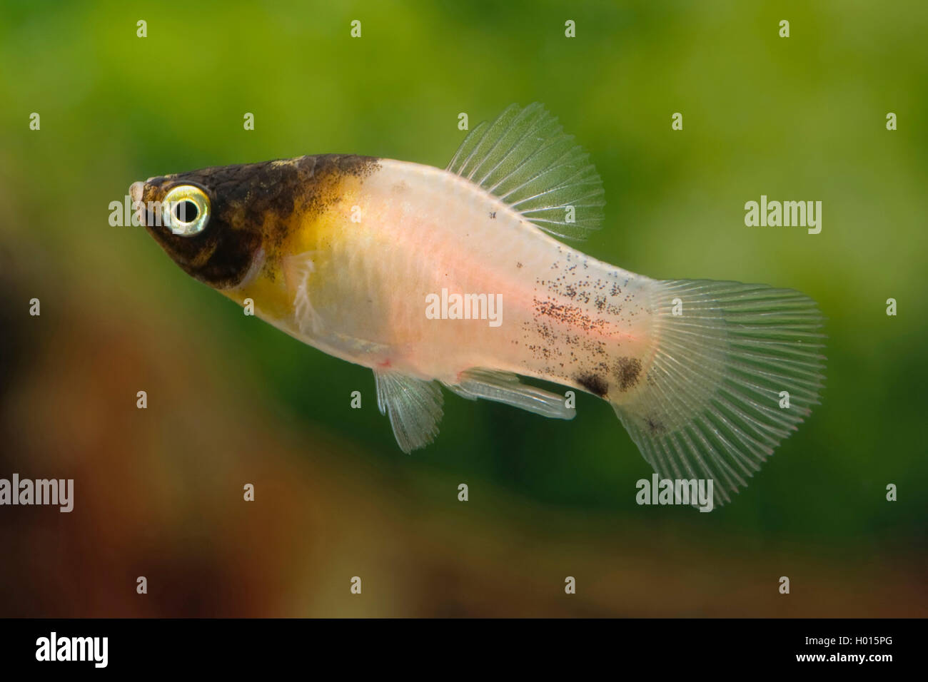 Southern platyfish (Xiphophorus maculatus Dalmatiner), dalamtian Foto Stock