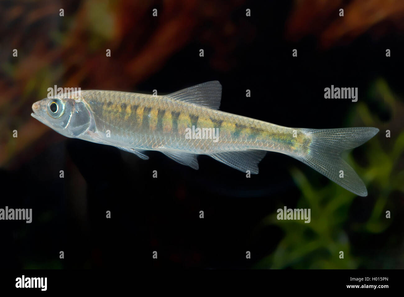 Acqua dolce Minnow (Zacco platypus), nuoto Foto Stock