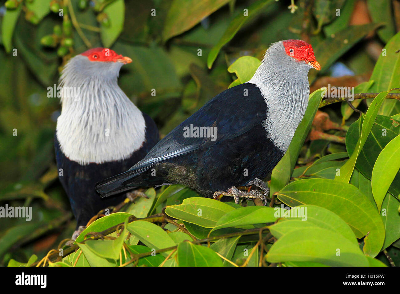 Seychelles piccione blu (Alectroenas pulcherrima), due Seychelles piccioni blu su un ramo su un albero, Seicelle Foto Stock
