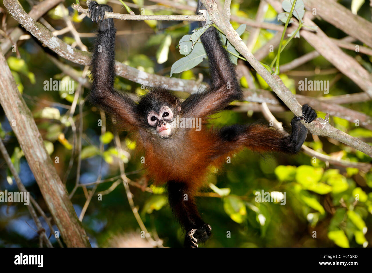 A testa nera spider monkey (Ateles geoffroyi), brachiate a rami, Costa Rica Foto Stock