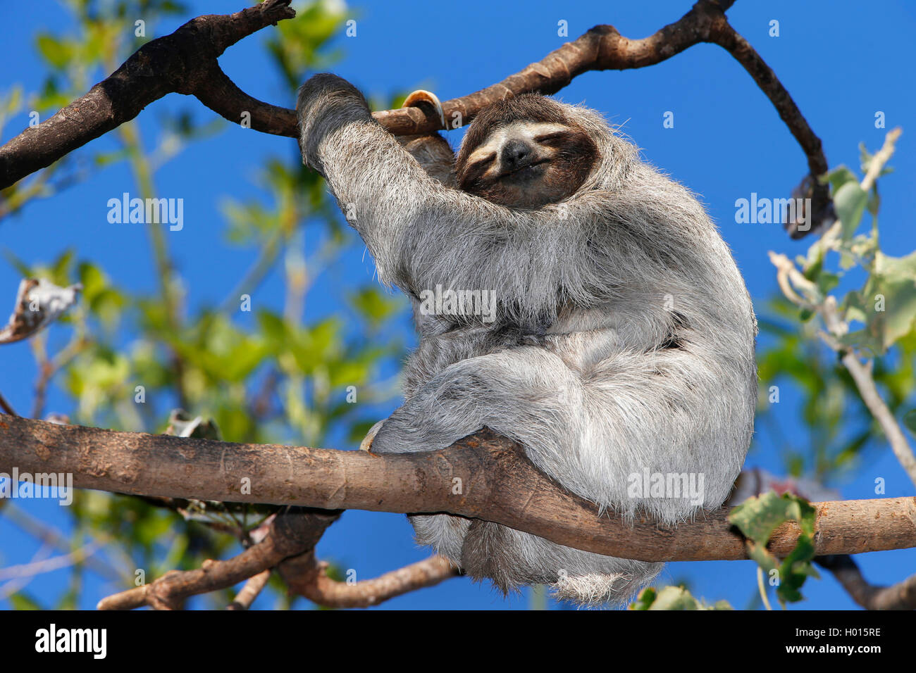 Marrone-throated sloth (Bradypus variegatus), si siede su un ramo su un albero, Costa Rica Foto Stock