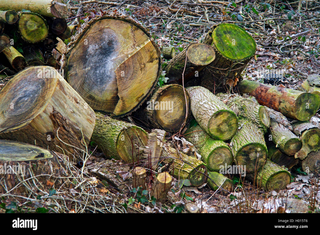 Holzstaemme im Wald nach einer Rodung im Zweiten Jahr, Deutschland | vecchi log in una radura, Germania | BLWS423582.jpg [ (c) blic Foto Stock