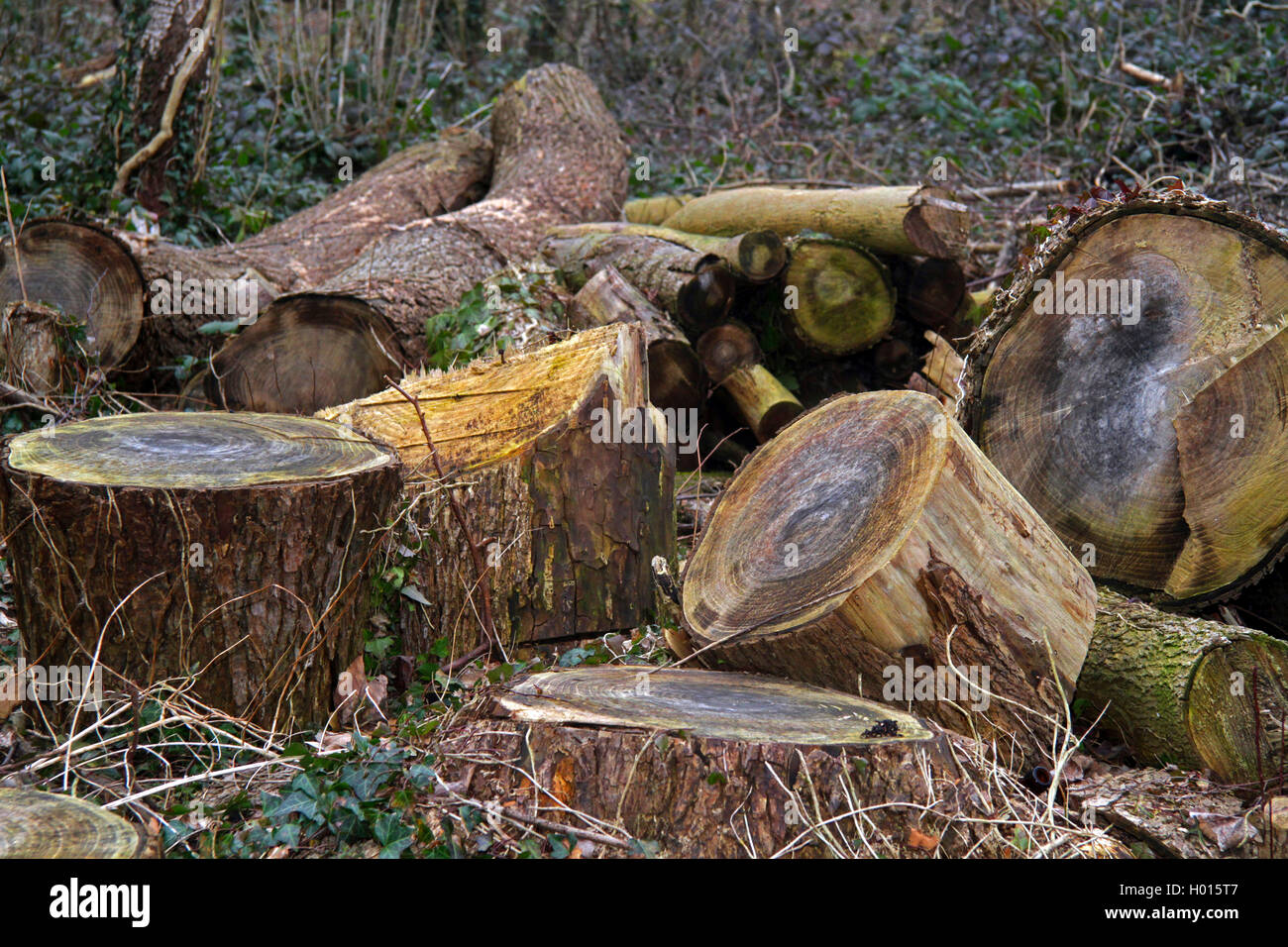 Holzstaemme im Wald nach einer Rodung im Zweiten Jahr, Deutschland | vecchi log in una radura, Germania | BLWS423583.jpg [ (c) blic Foto Stock