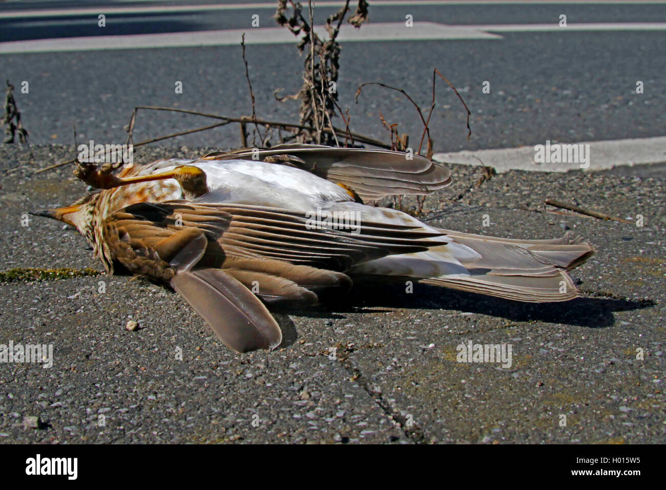 Singdrossel, Sing-Drossel (Turdus philomelos), von einem PKW getoetet, Singdrossel liegt tot auf einer asphaltierten Strasse, De Foto Stock