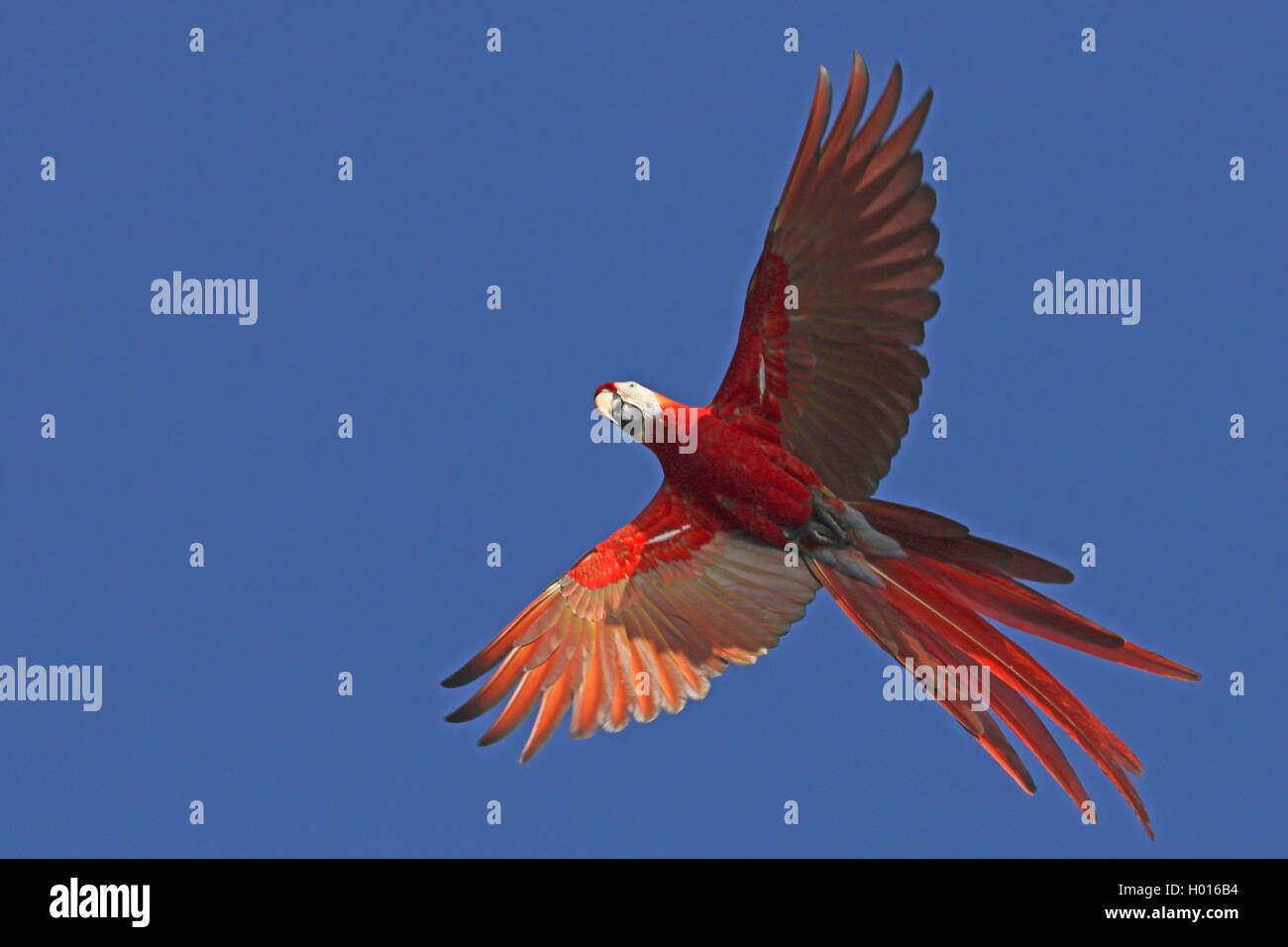 Arakanga, Hellroter Ara (Ara Macao), im societé Flug, Costa Rica | scarlet macaw (Ara Macao), in volo, Costa Rica | BLWS423686.jpg [ ( Foto Stock
