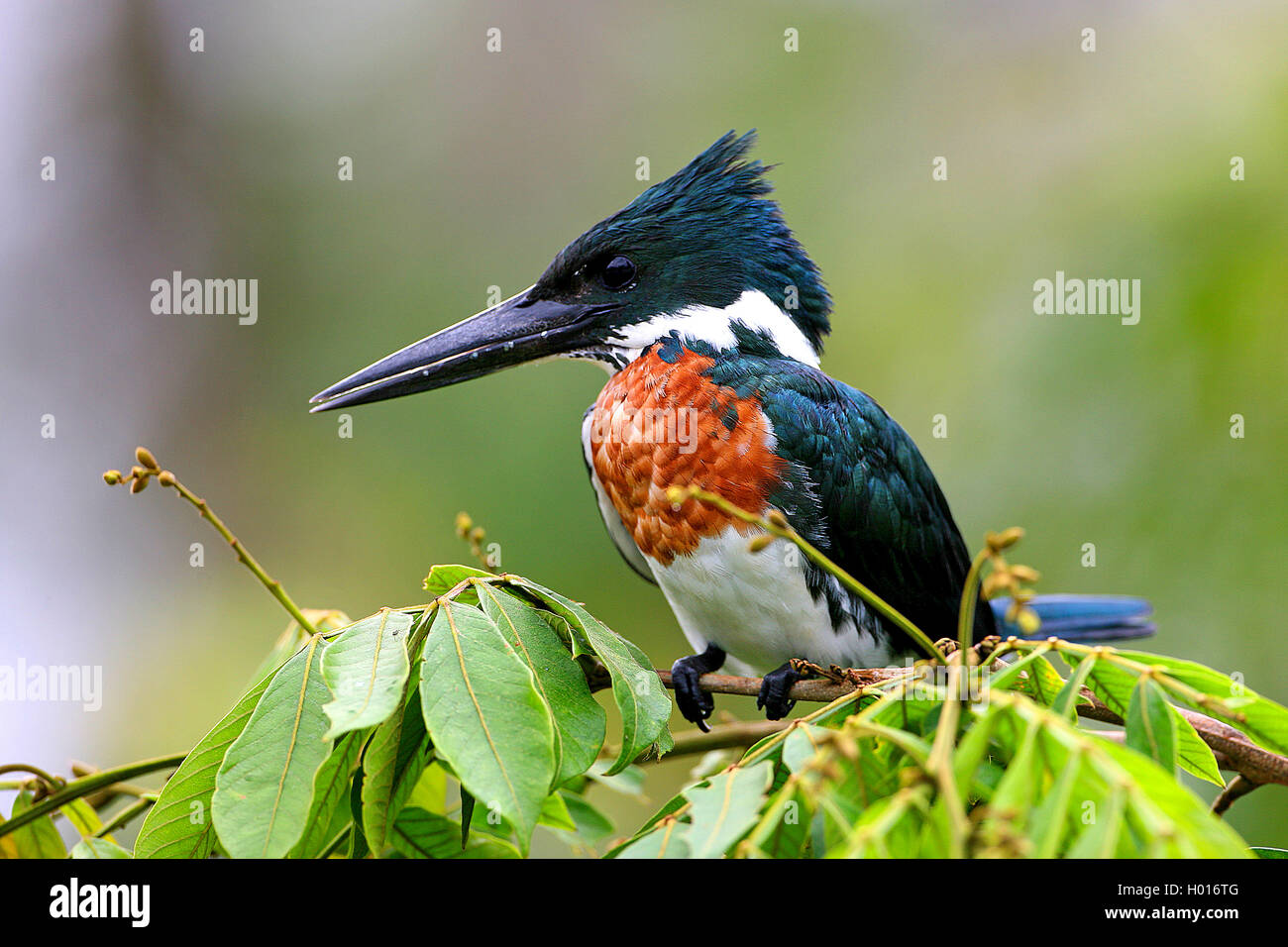 Di inanellare kingfisher (Megaceryle torquata), maschio si siede su un ramoscello, Costa Rica Foto Stock