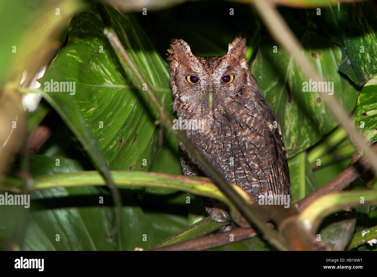 Pacific Civetta (Megascops cooperi), nel canneto, Costa Rica Foto Stock