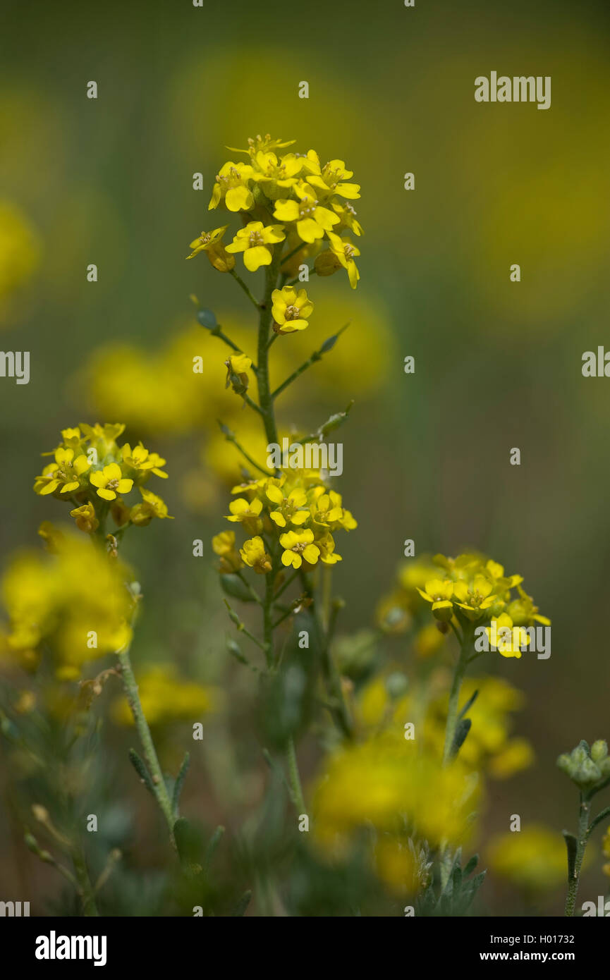 Cestello strisciante di oro (Alyssum montanum ssp. gmelinii), fioritura, Germania Foto Stock