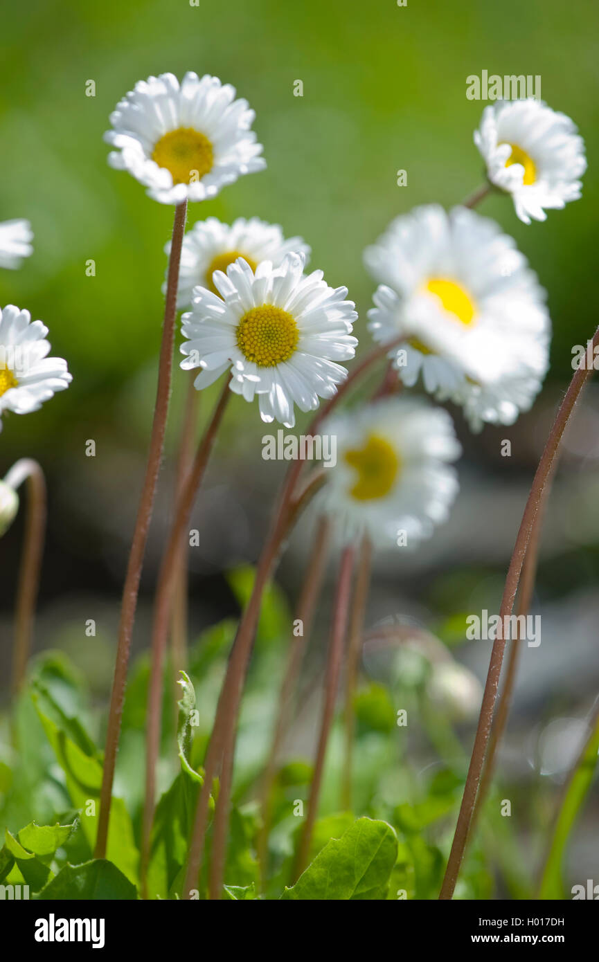 Daisy star, Daisy-stella, Daisy-star Aster (Aster bellidiastrum, Bellidiastrum michelii), fioritura, Svizzera Foto Stock