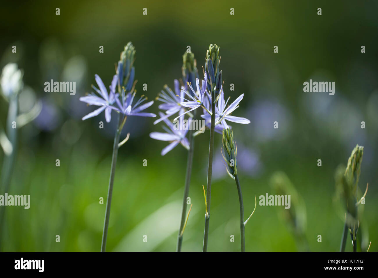 Grande camass (Camassia leichtlinii), fioritura Foto Stock