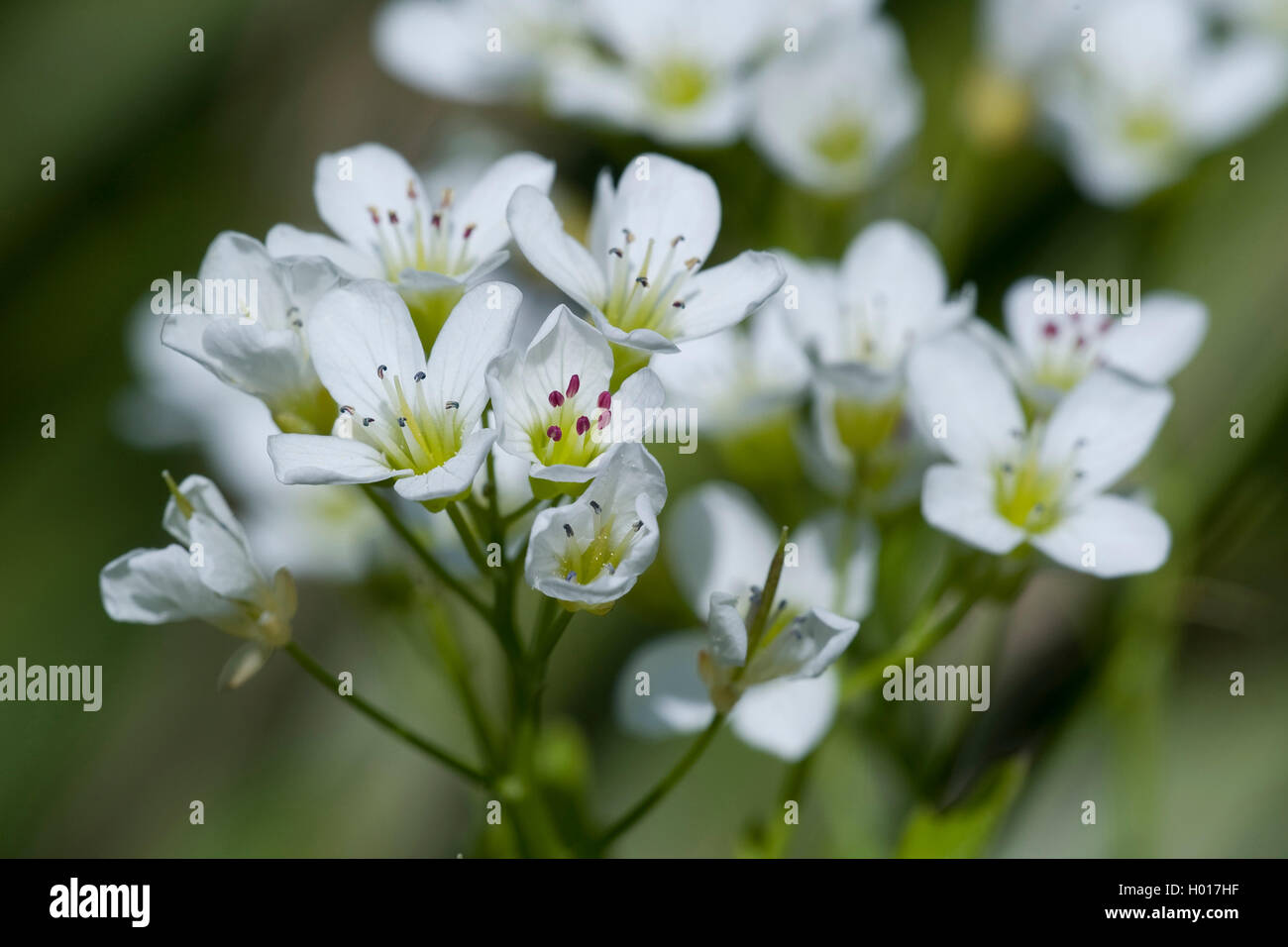 Grande amaro-crescione (Cardamine amara), fiori, Germania Foto Stock