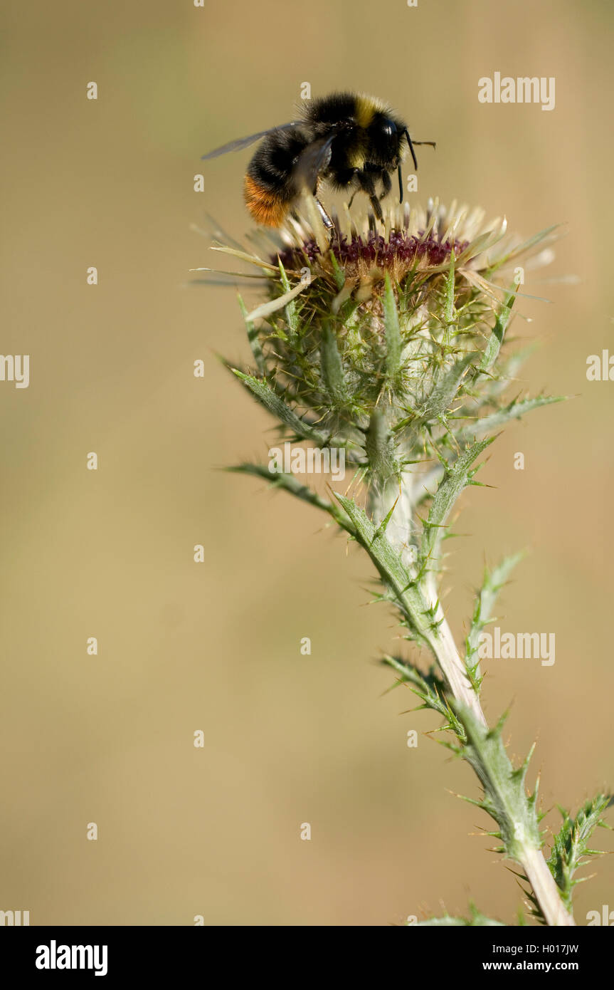 Inizio Bumble Bee (Bombus pratorum, Pyrobombus pratorum), su Carline thistle, Germania Foto Stock