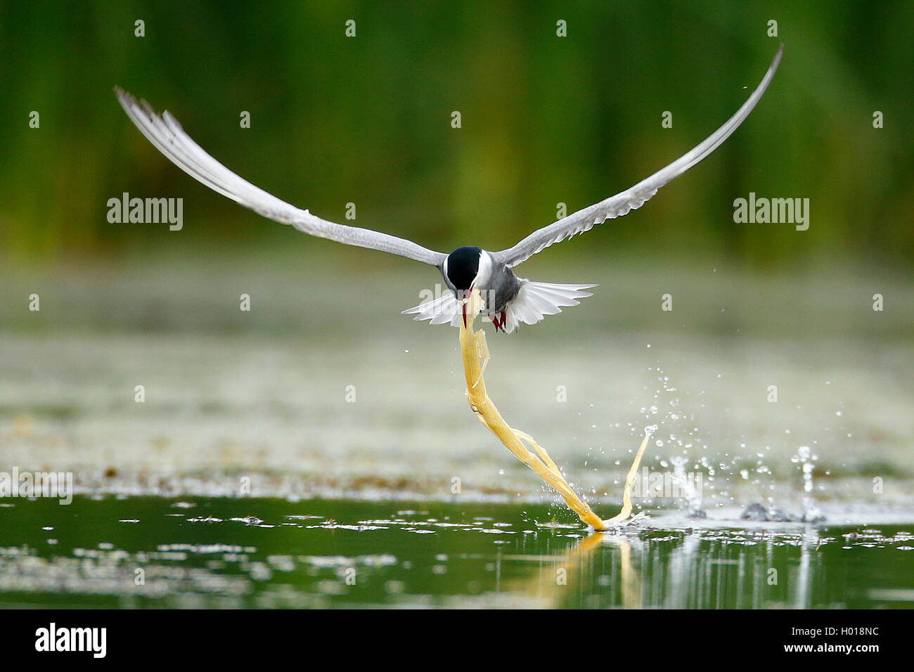 Mignattino piombato (Chlidonias hybrida), volare sull'acqua con un impianto di rimanere in bolletta, vista frontale, Romania, il Delta del Danubio Foto Stock