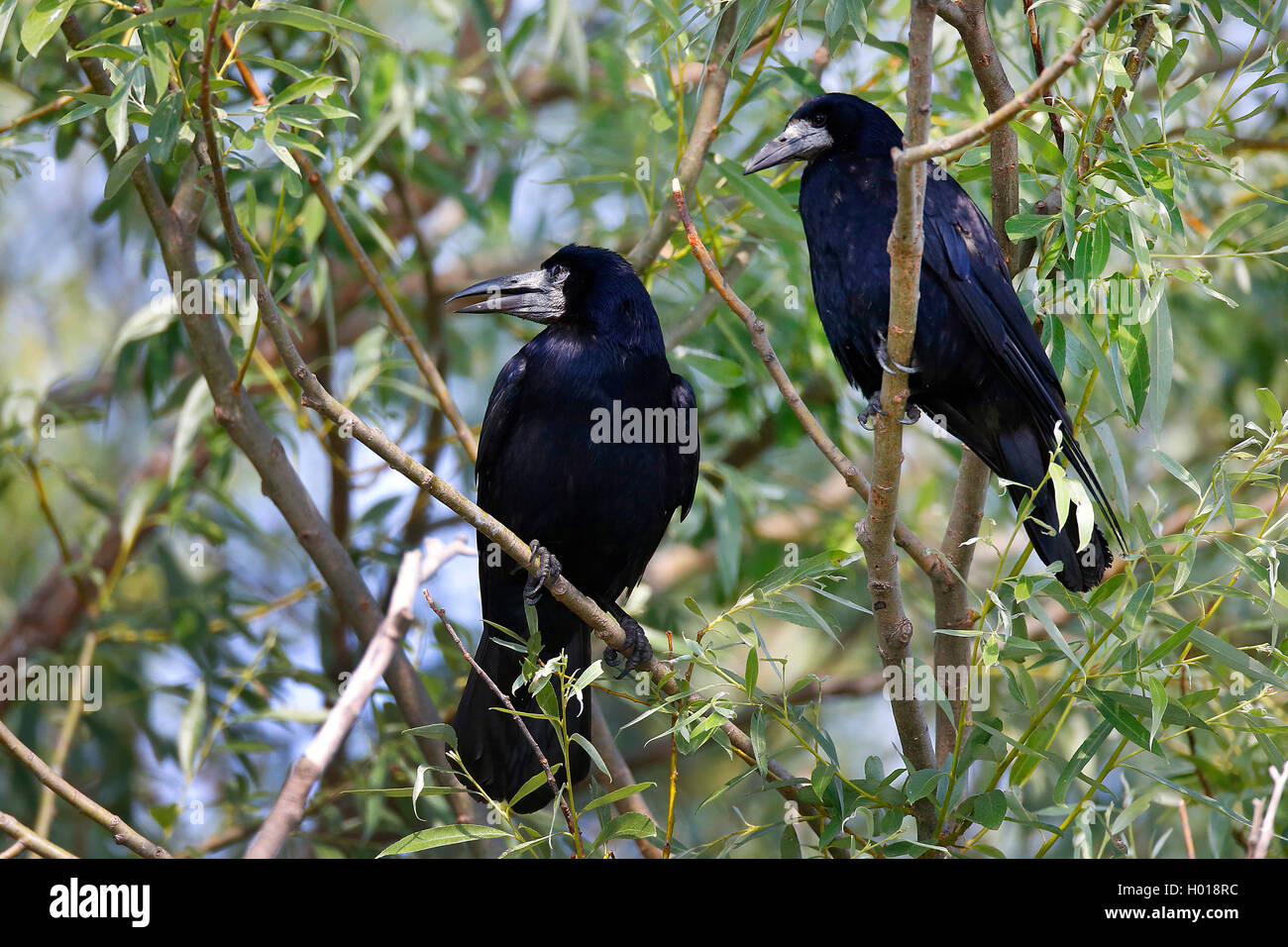 Rook (Corvus frugilegus), due corvi seduto in un arbusto, Romania, il Delta del Danubio Foto Stock