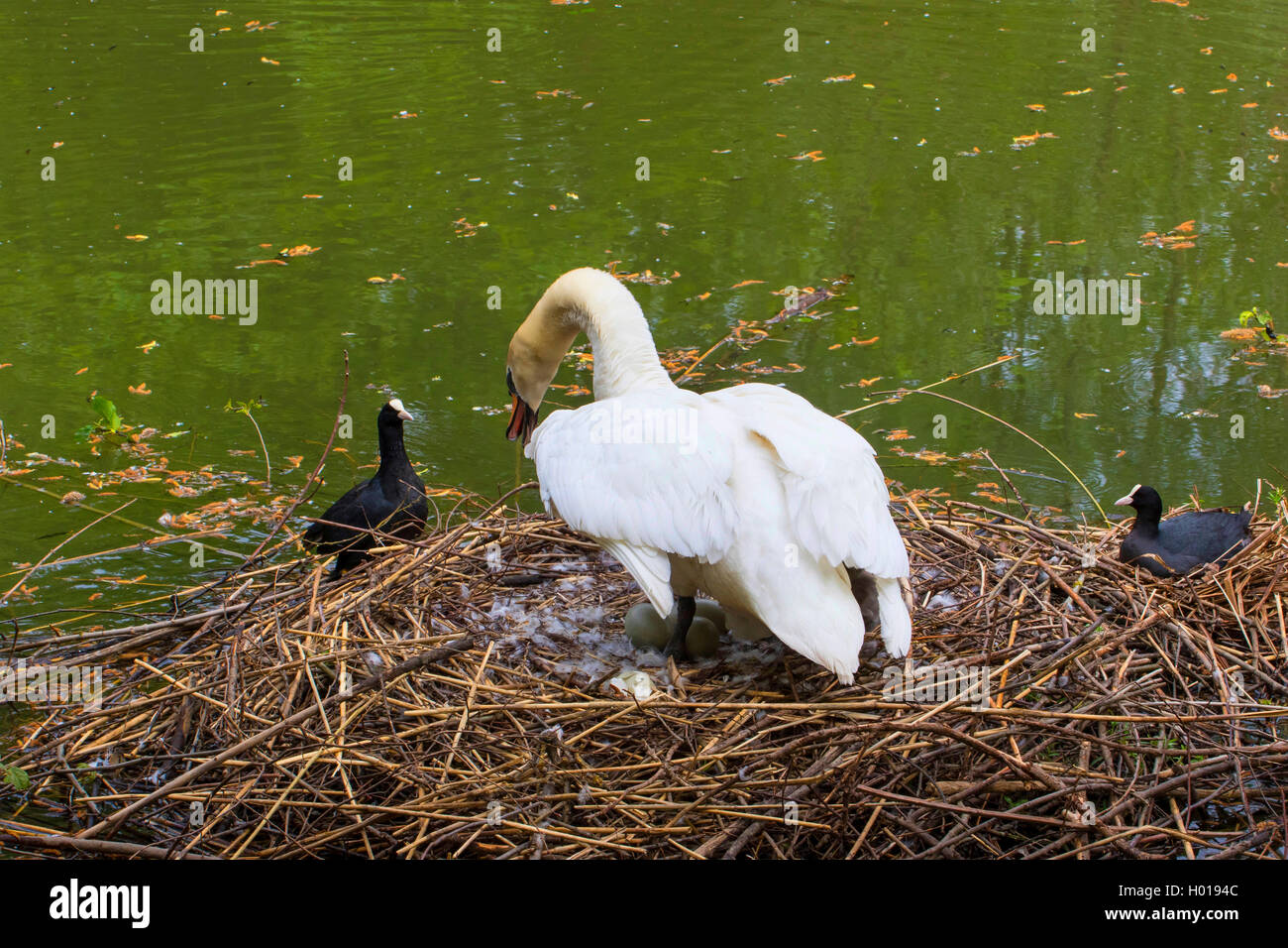 Cigno (Cygnus olor), viene attaccato da un folaga sul nido, Svizzera, sul lago di Costanza Foto Stock