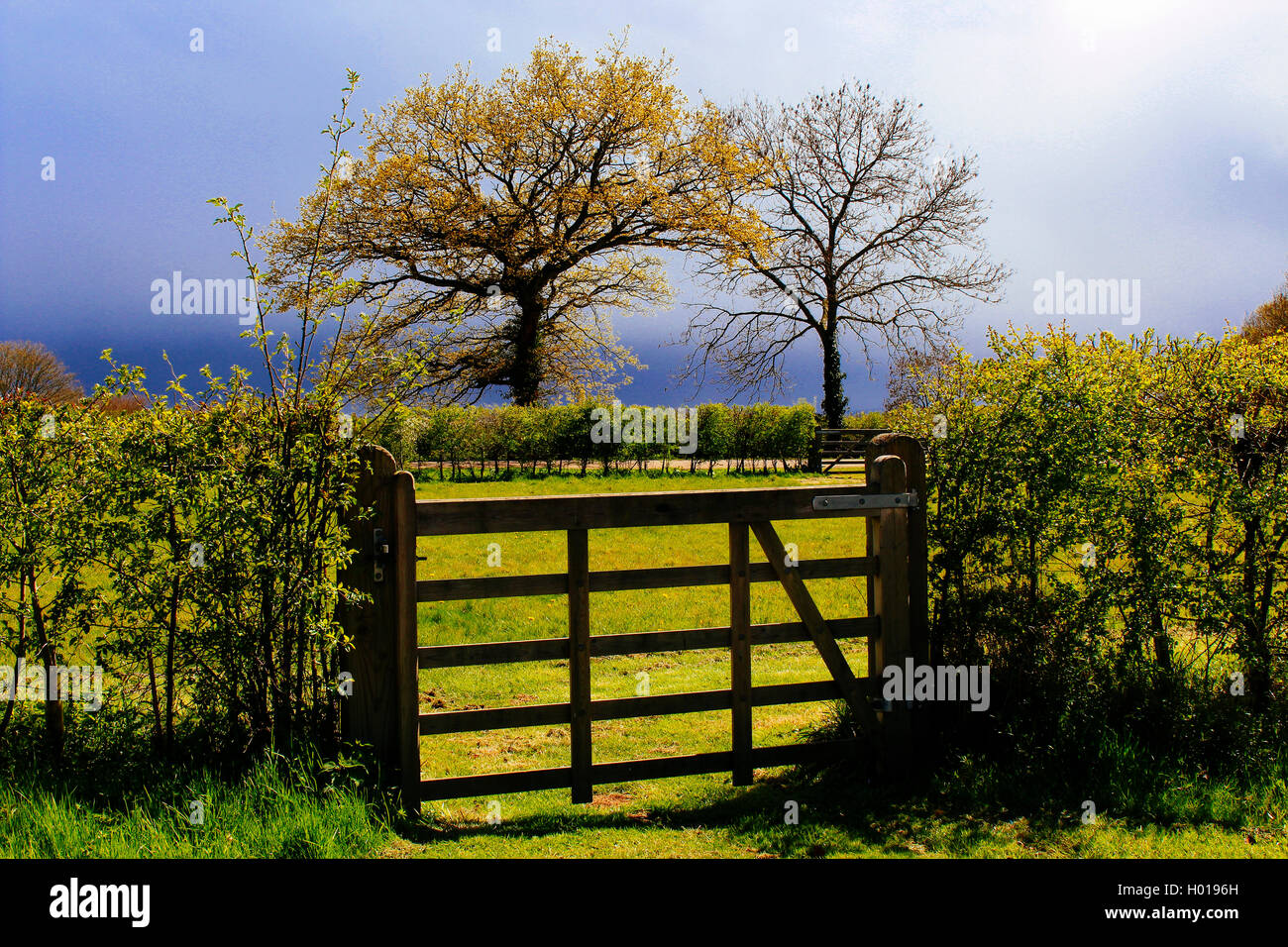 Campo gate e prato in primavera la luce del sole Foto Stock