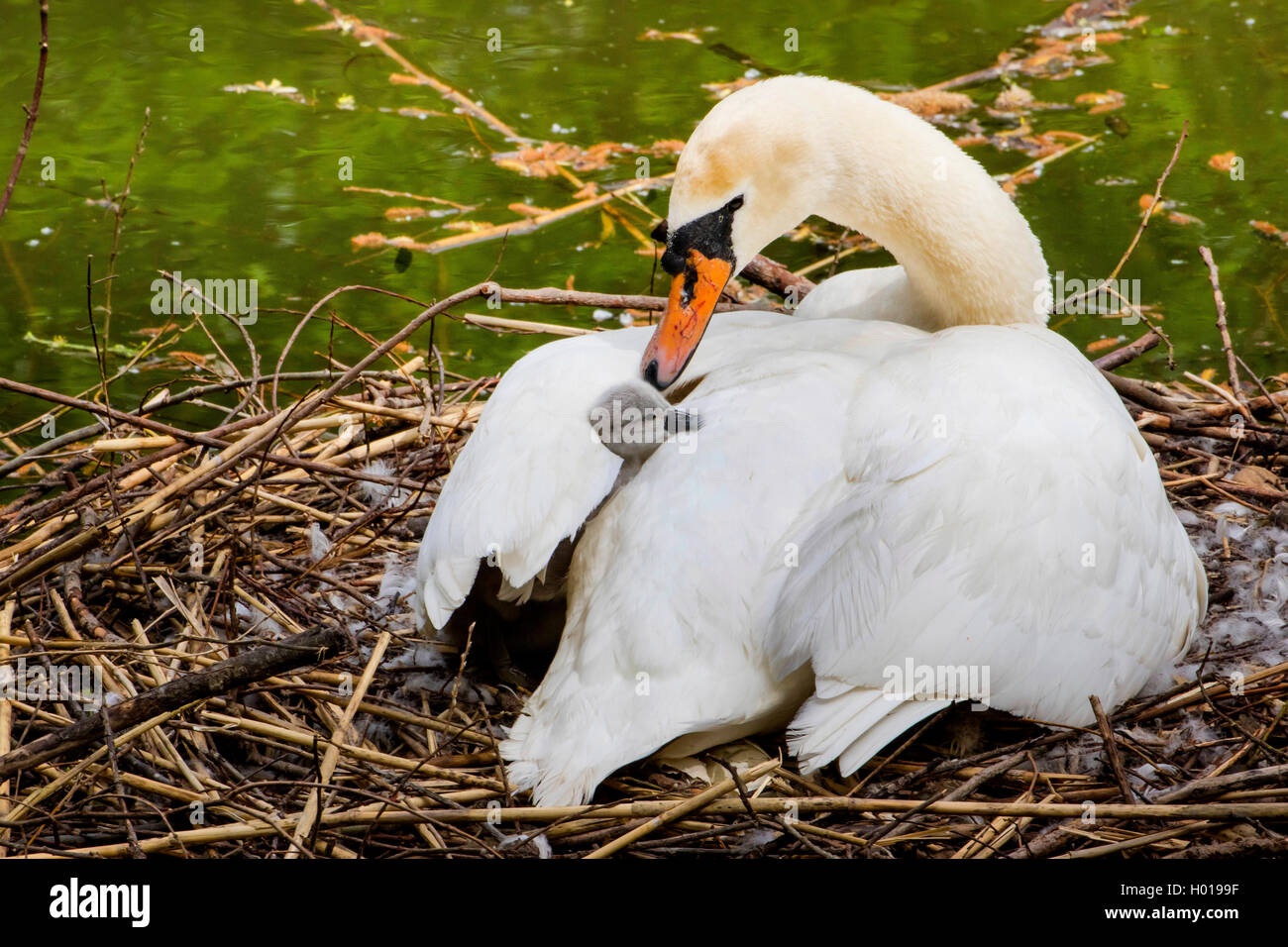 Cigno (Cygnus olor), allevamento sul nido, neonata guardando fuori le piume, Svizzera, sul lago di Costanza Foto Stock