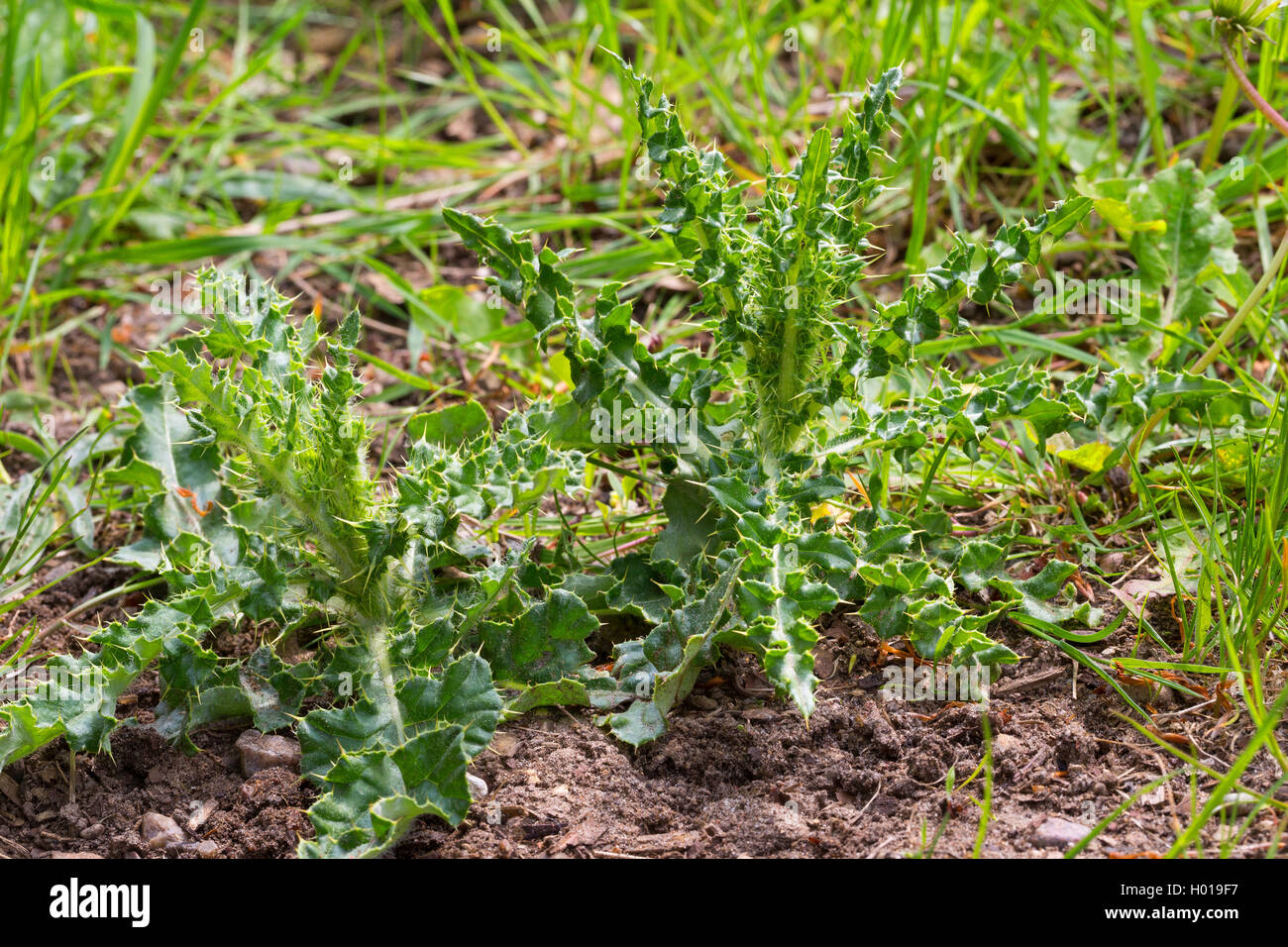 Canada thistle, creeping thistle (Cirsium arvense), giovani piante, Germania Foto Stock