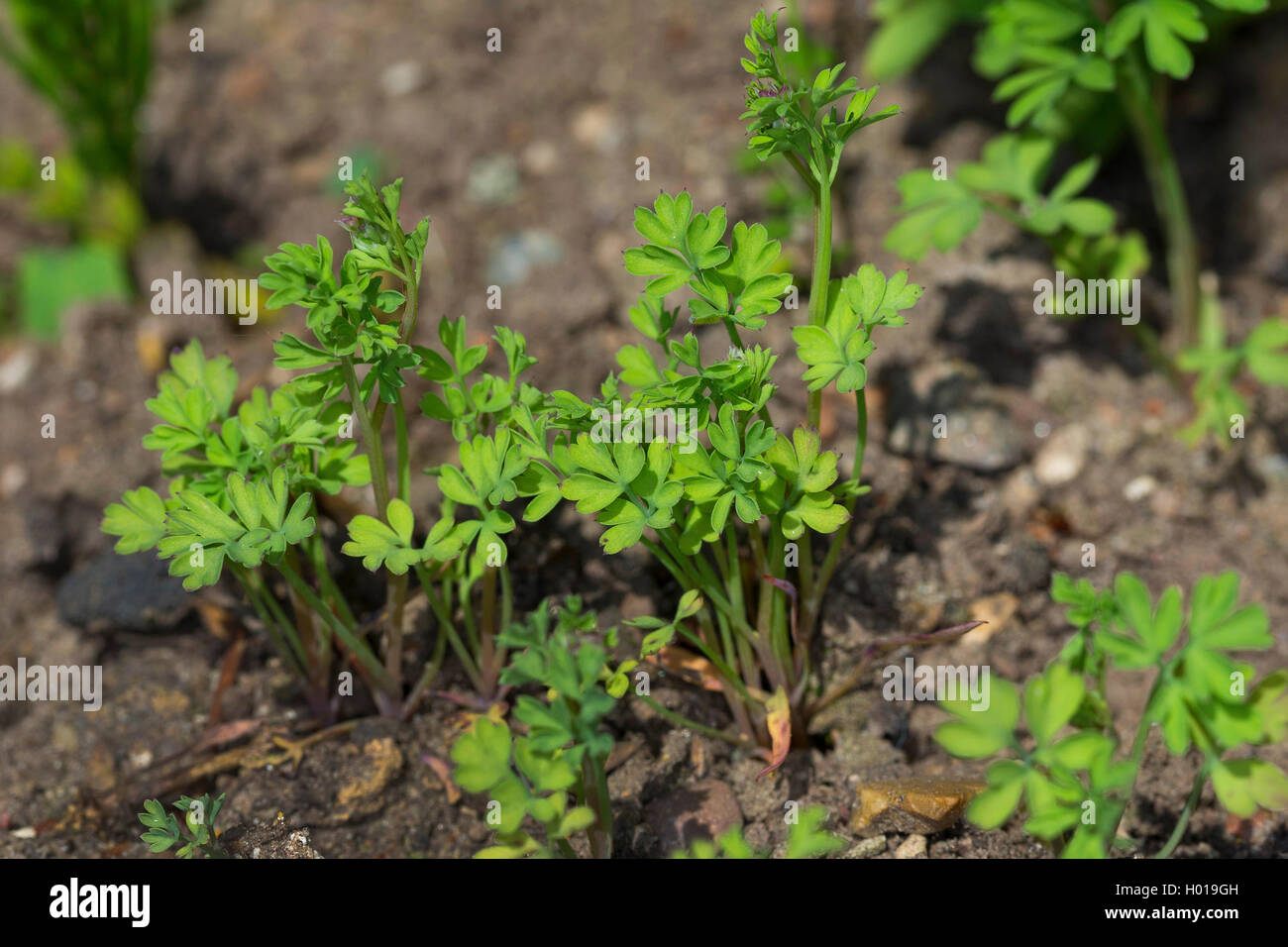 Fumaria comune, farmaco fumaria (Fumaria officinalis), giovani piante, Germania Foto Stock