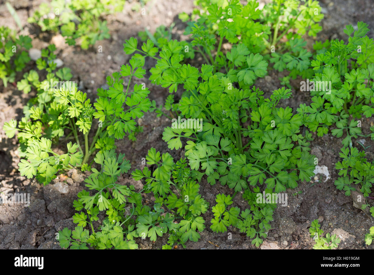 Fumaria comune, farmaco fumaria (Fumaria officinalis), giovani piante, Germania Foto Stock