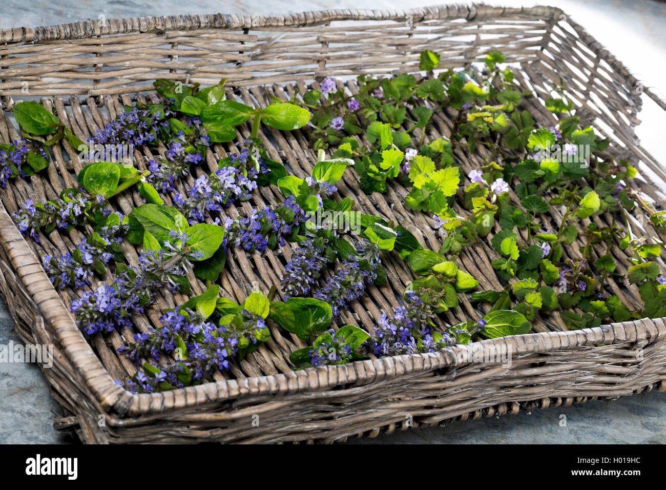 Common bugle, bugleweed strisciante (Ajuga reptans), bugleweed strisciante e massa ivy vengono essiccate per tè, Germania Foto Stock