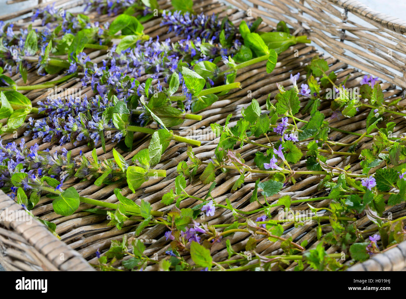 Common bugle, bugleweed strisciante (Ajuga reptans), bugleweed strisciante e massa ivy vengono essiccate per tè, Germania Foto Stock