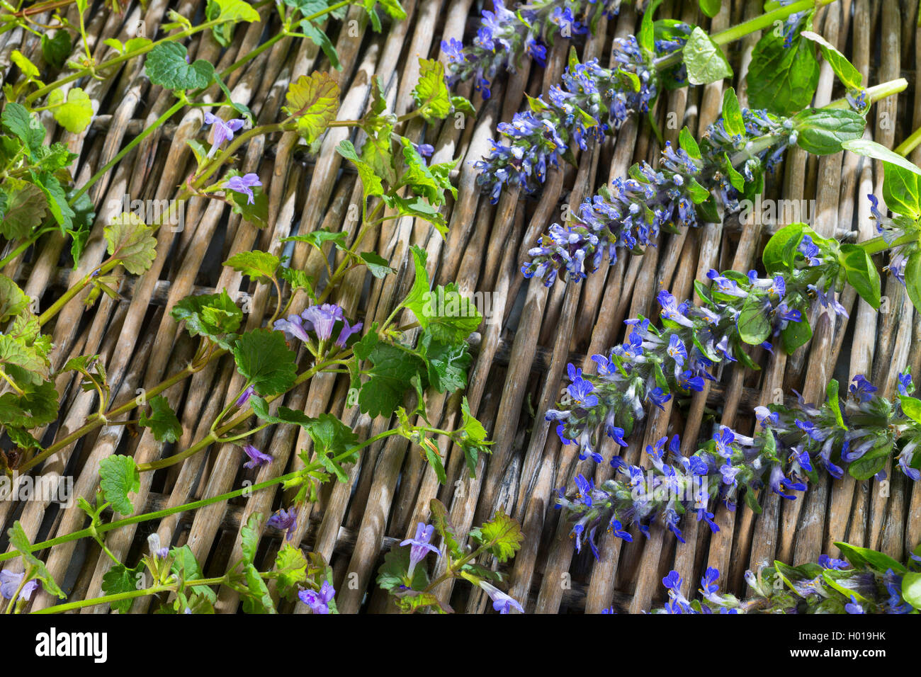 Common bugle, bugleweed strisciante (Ajuga reptans), bugleweed strisciante e massa ivy vengono essiccate per tè, Germania Foto Stock